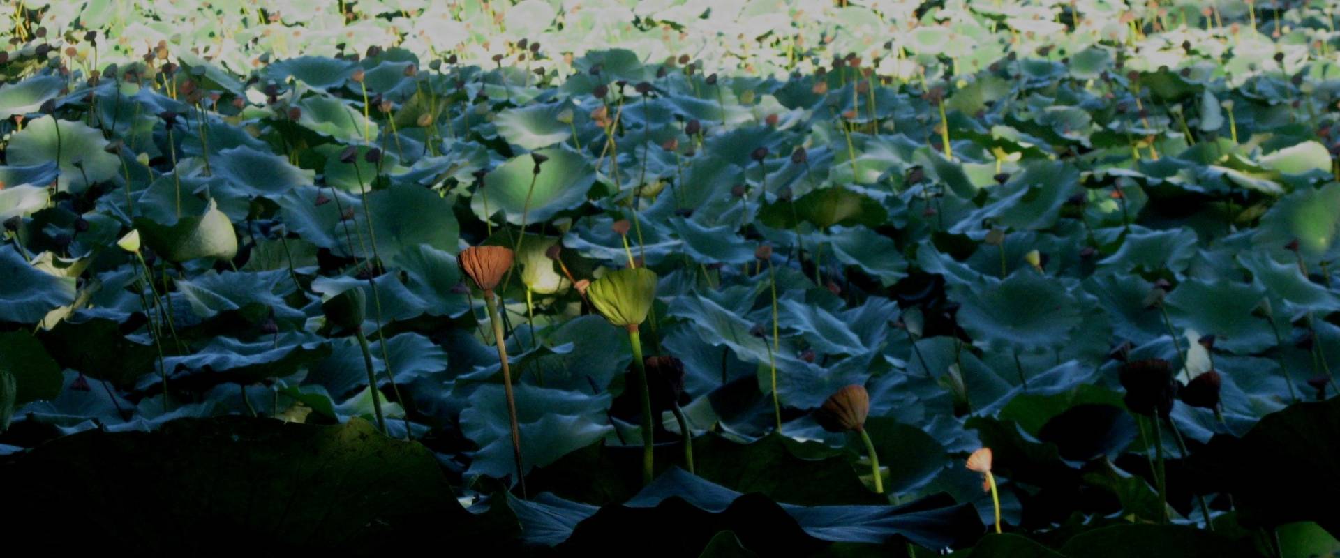 Parco del Loto, fiori di loto foto di Sofiadiviola